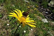 36 Doronico dei macereti (Doronicum grandiflorum) con farfalla